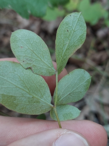 Image of Taenidia montana by no rights reserved