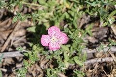 Oenothera canescens