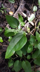 Smilax walteri
