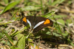 Adelpha syma