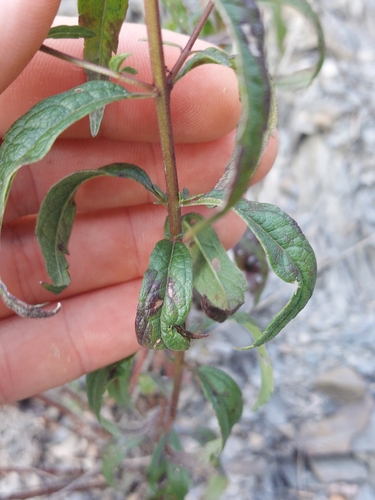 Image of Brickellia eupatorioides by no rights reserved