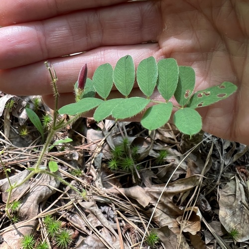 Image of Tephrosia spicata by (c) Anne Parker, some rights reserved (CC BY)