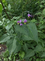 Solanum dulcamara