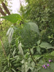 Solanum dulcamara