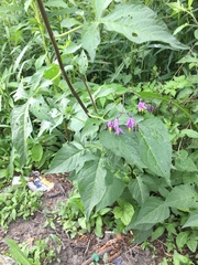 Solanum dulcamara
