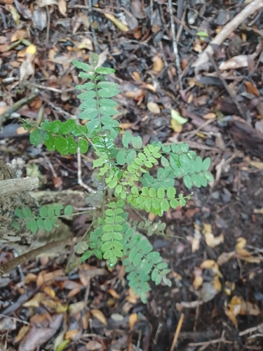 Sophora chrysophylla observed 2024-08-25