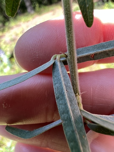 Image of Lespedeza angustifolia by (c) Anne Parker, some rights reserved (CC BY)