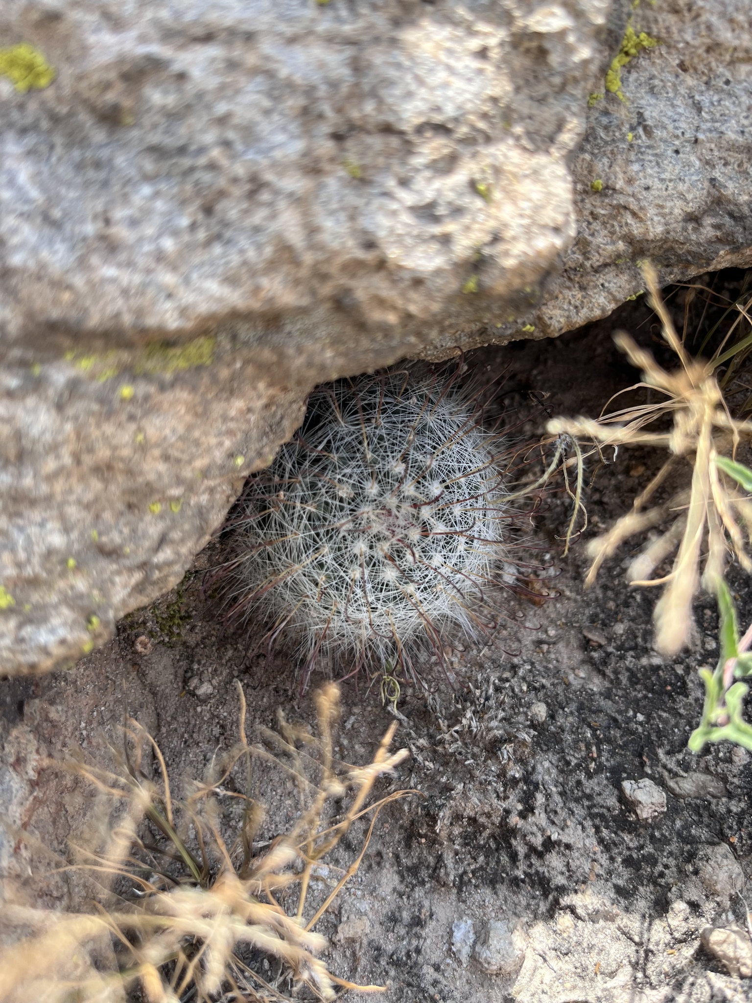 Imagem de Mammillaria bocasana é conhecida popularmente como "Cacto-pulga"
