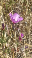 Clarkia amoena