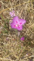 Clarkia amoena