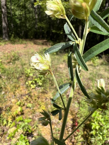 Image of Lespedeza angustifolia by (c) Anne Parker, some rights reserved (CC BY)