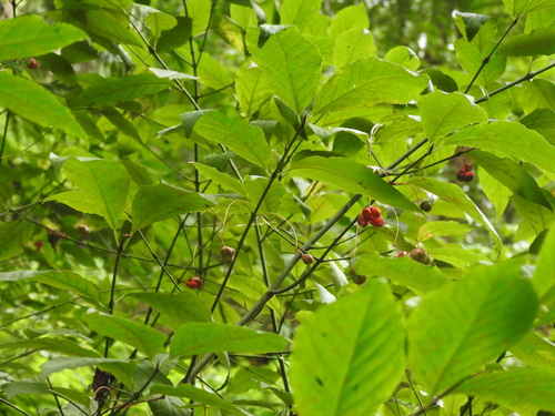 Image of Euonymus occidentalis by no rights reserved