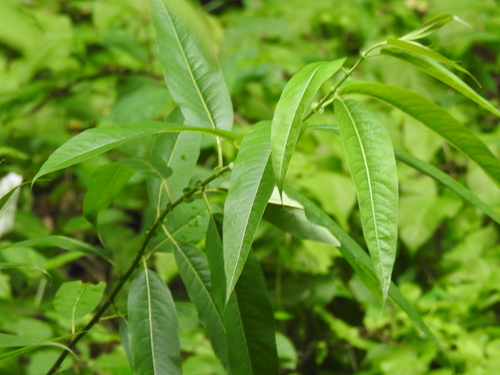Image of Salix lasiandra by no rights reserved