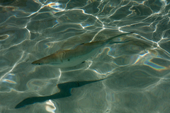 Trachinotus ovatus