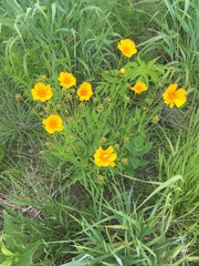 Coreopsis palmata