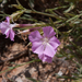 Dianthus rupicola - Photo (c) OggioniAle, algunos derechos reservados (CC BY-NC-ND), subido por OggioniAle