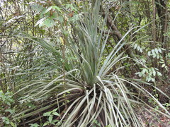 Dasylirion berlandieri