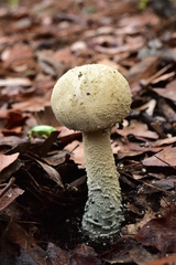 Amanita pelioma