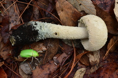 Amanita pelioma