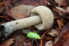 Amanita pelioma