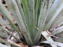 Dasylirion berlandieri