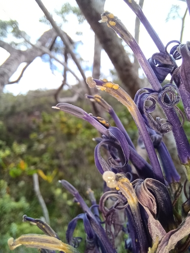Lobelia yuccoides observed 2024-08-25