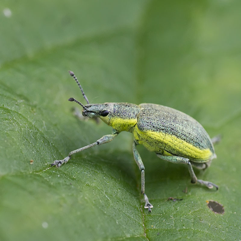 Chlorophanus