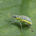 Chlorophanus viridis - Photo (c) Ouwesok, algunos derechos reservados (CC BY-NC)