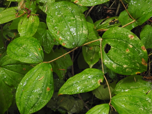 Image of Prosartes smithii by no rights reserved
