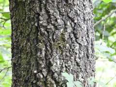 Quercus canbyi