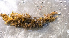 Sargassum scabridum