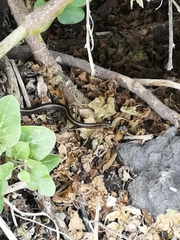 Pseudalsophis steindachneri