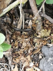 Pseudalsophis steindachneri