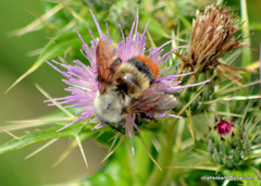 Bombus simillimus