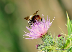 Bombus simillimus