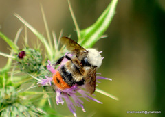 Bombus simillimus