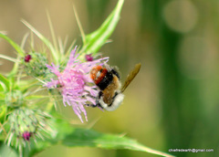 Bombus simillimus