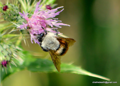 Bombus simillimus