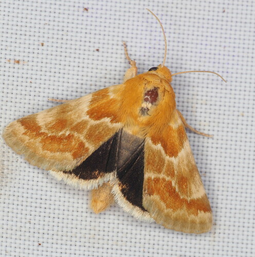 Alluring Schinia Moth photo 2