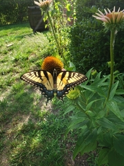 Papilio glaucus