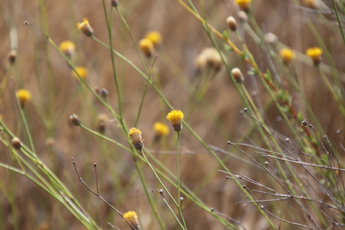 Sweetbush