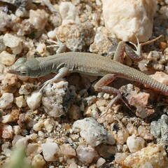 Bill's Sand Lizard photo 3