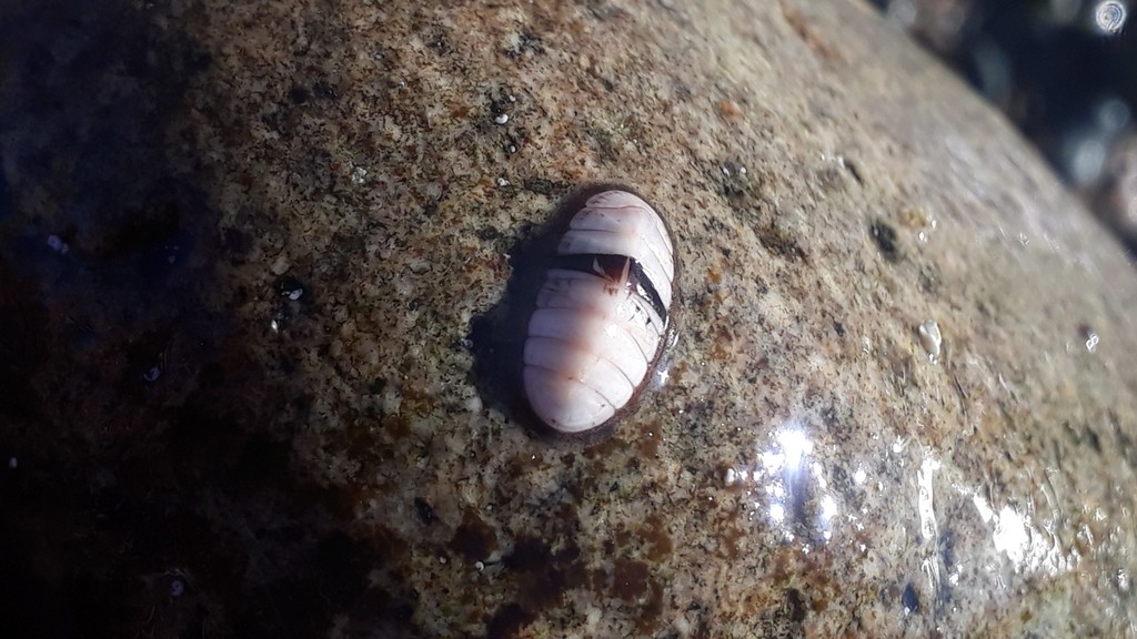 Ischnochiton pusio