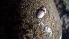 Ischnochiton pusio