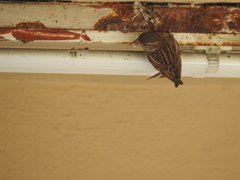 Passer domesticus