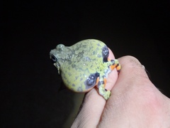 Pleurodema brachyops