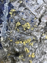 Ascomycota