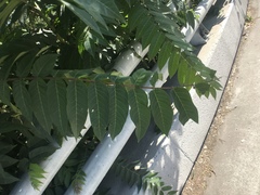 Ailanthus altissima