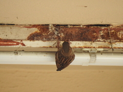 Passer domesticus