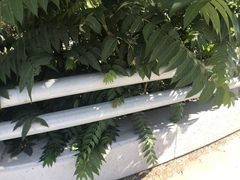 Ailanthus altissima